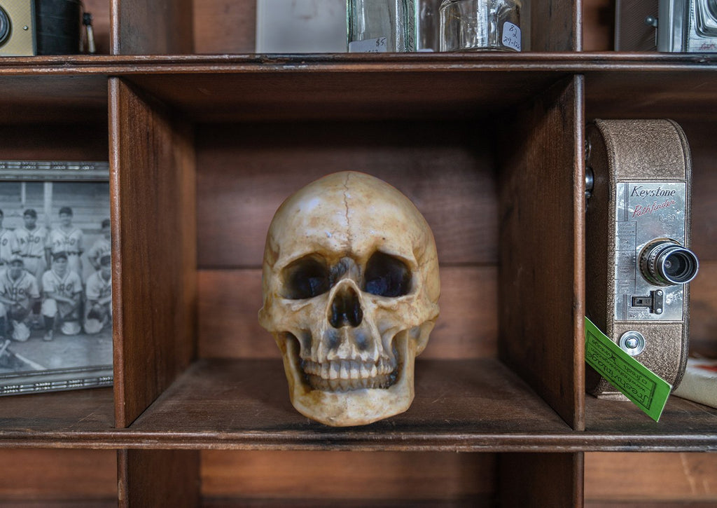 Lifesize Human Skull, 8,5'