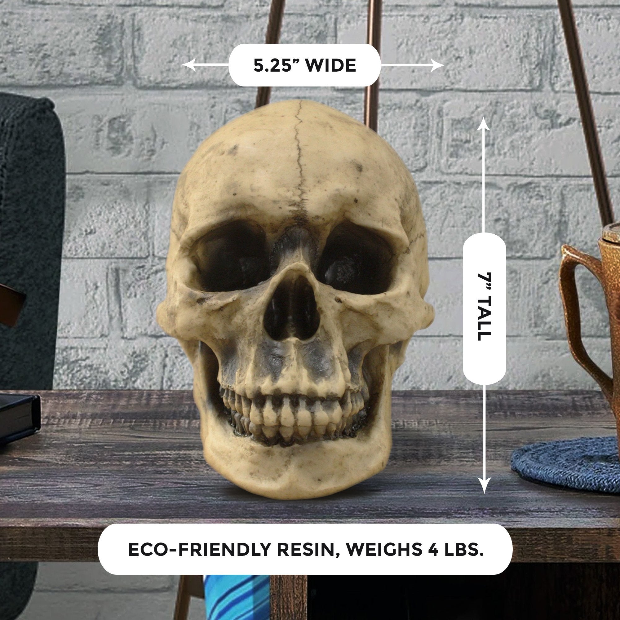 Lifesize Human Skull, 8,5'