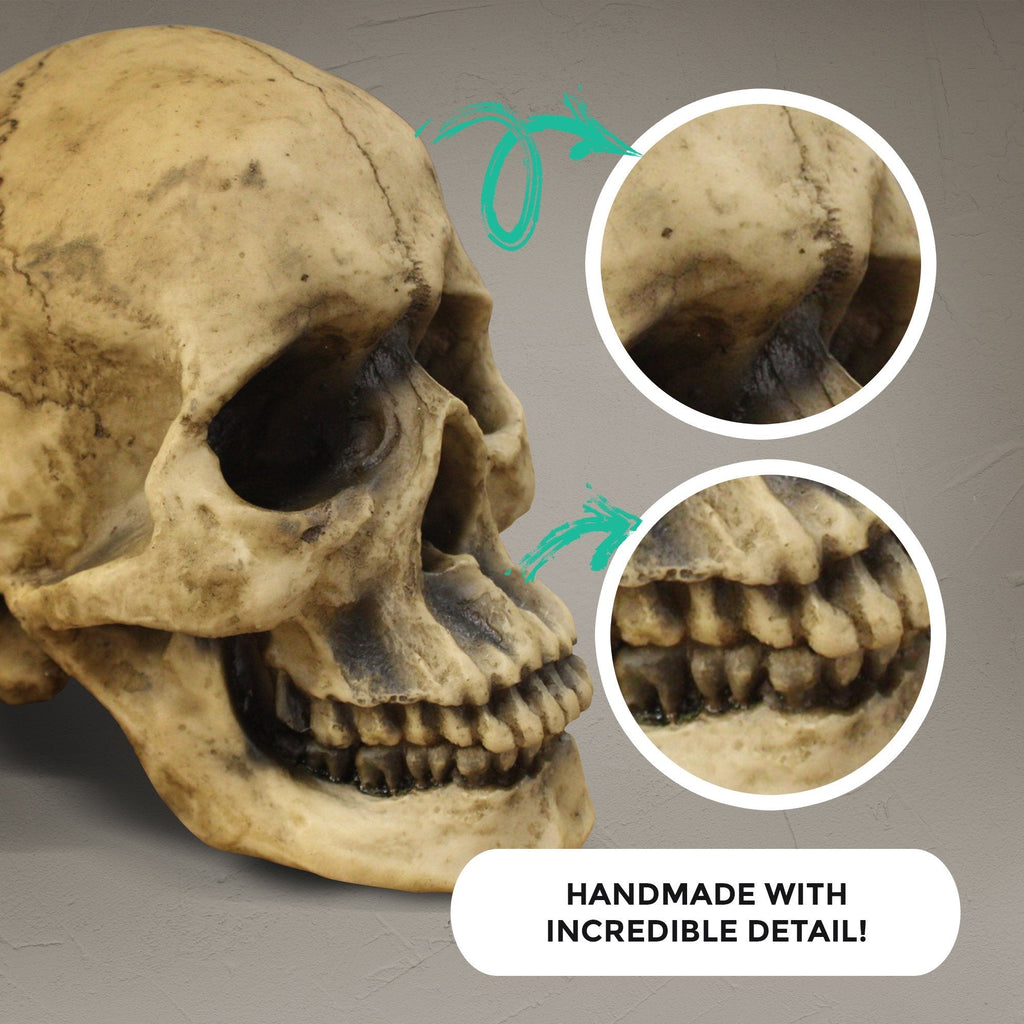 Lifesize Human Skull, 8,5'