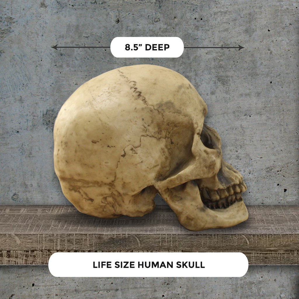 Lifesize Human Skull, 8,5'