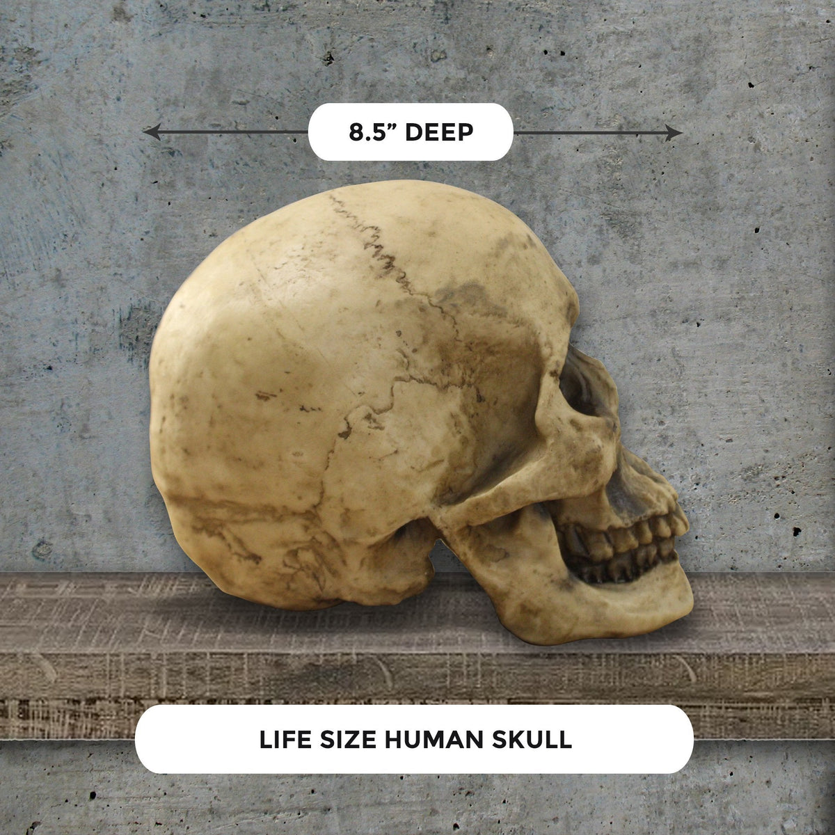 Lifesize Human Skull, 8,5'
