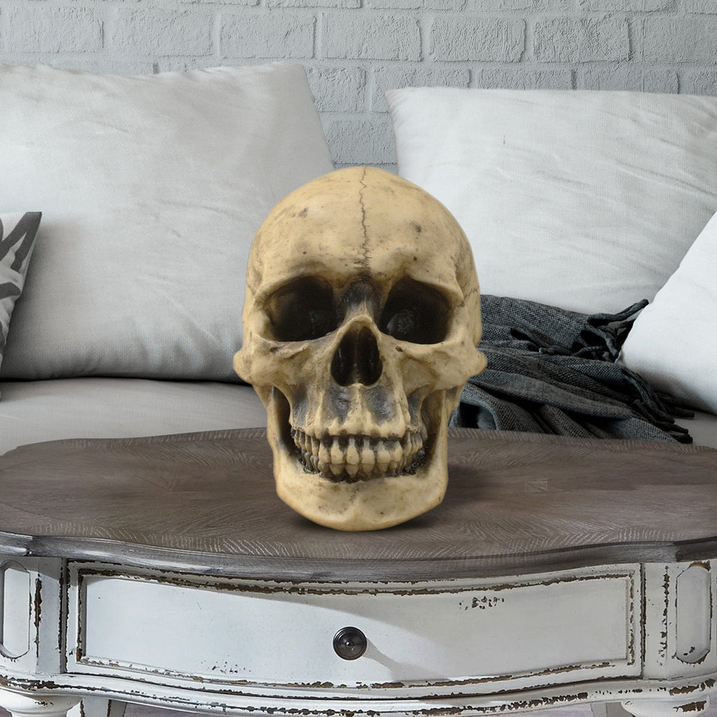 Lifesize Human Skull, 8,5'