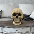 Lifesize Human Skull, 8,5'
