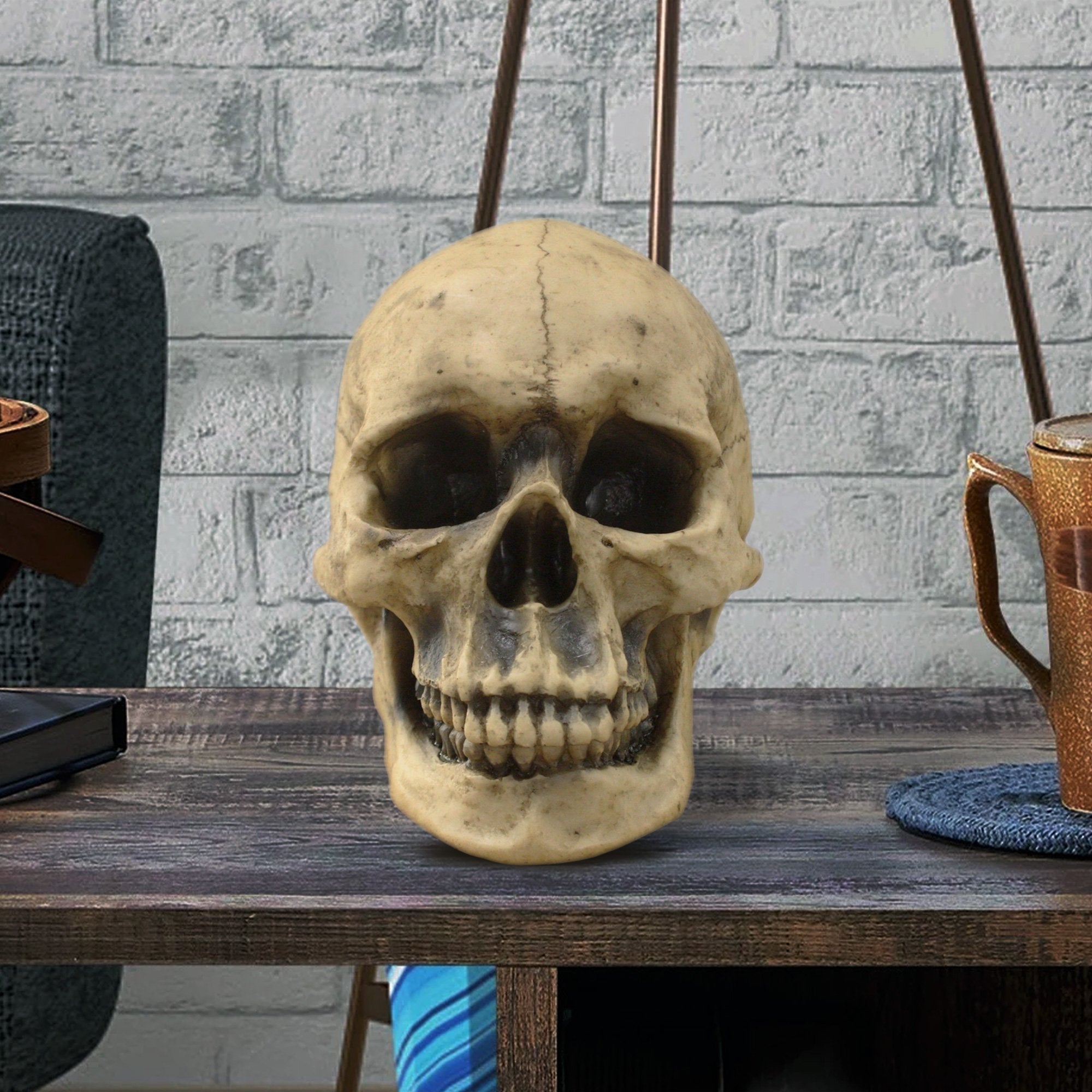 Lifesize Human Skull, 8,5'