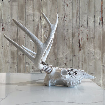 Carved Deer Skull, 21'
